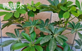 鸭脚木与七叶莲有什么区别，株高、叶片、花朵、习性均不同