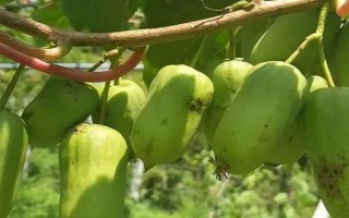 软枣猕猴桃的种植技术，一般采用硬枝扦插方法进行育苗