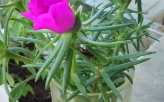 太阳花水培可以活多久，太阳花可以水培一年以上