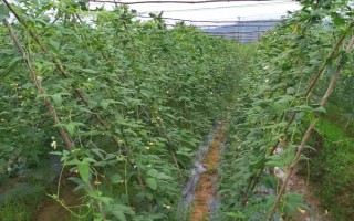 哪些蔬菜能在八月份种植，包括菜花、黄瓜、萝卜等品种