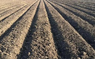 强筋小麦如何种植，管理重点在于预防小麦旺长和倒伏