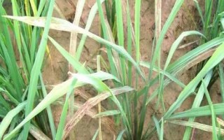 水稻叶片发红如何治疗,需根据病害类型喷施对应农药