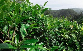 茶叶与茶花树的区别是什么，用途、叶片和花朵均不同