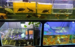 养鱼老三样是什么，是指换水、升温和下盐