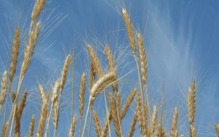 庄浪14小麦种子特征特性，适宜播种期9月下旬