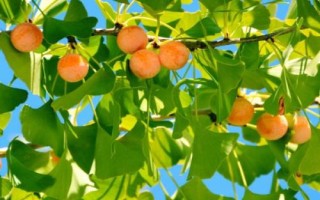 银杏落果如何处理，可采取施肥、浇水、修剪等措施