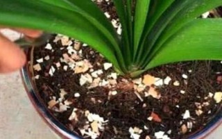 君子兰施肥能用鸡蛋吗，可以但不能直接将鸡蛋液浇到植株上面