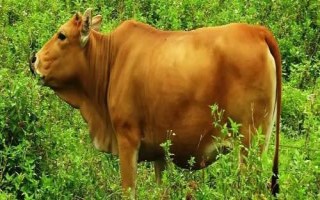 黄牛有什么特点，四肢匀称、肌肉发达、适应能力强