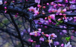 桃花在什么季节开，花期是每年的3-4月