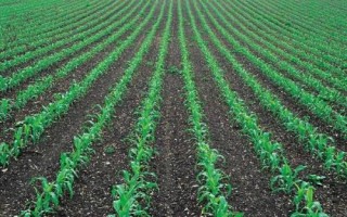 Z708玉米品种的特性，密度4500株/亩左右