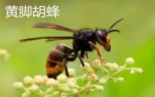 最厉害的10种蜂排行，杀人蜂排名第一