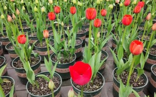 地栽郁金香如果不挖出来会怎样,植株会出现大肆繁殖的情况
