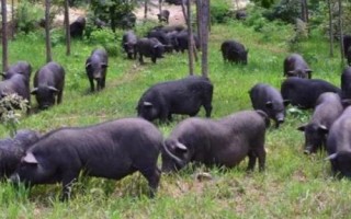 什么是香猪，属于矮小猪种