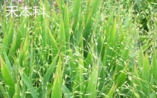 什么草草鱼喜欢吃，以植物根茎、枝叶、果实等为食