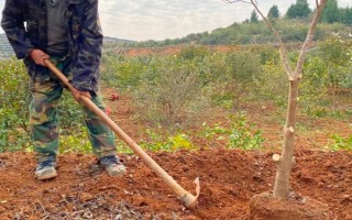 老茶树的移栽方法，适宜在春秋两季进行