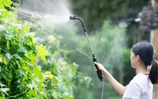 盆栽桂花叶子尖发黑怎么办,先查找原因再对症下药