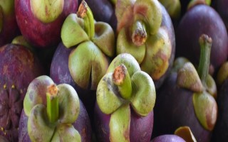 山竹长在哪里，是长在树上的