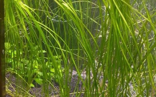 养锦鲤的鱼缸养什么植物好，可以养苦草、卷叶龙须草等