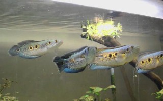 七彩海象简介,体长可达40-60厘米