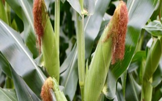 金师王玉米种子特点