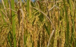 宁香粳9号水稻种简介，一般5月中旬播种