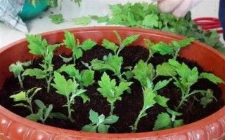 菊花适合几月份掐头，在3-4月份掐头可抑制徒长