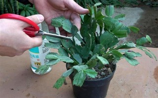 怎么养殖蟹爪兰,春秋季节每隔4天浇一次水
