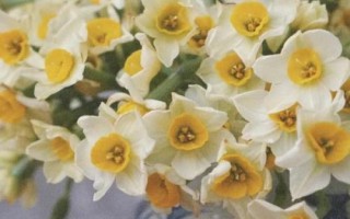 水仙花怎么催花，用暖风吹拂植株可促使它开花