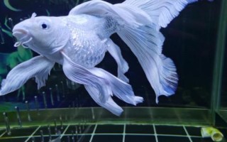 蝴蝶鲤怎么喂长得快，需保证环境稳定及空间充足