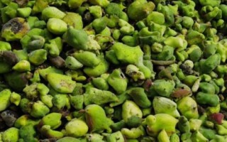 种植五倍子的要点,生长期间要控制树势、修剪病枯枝和徒长枝