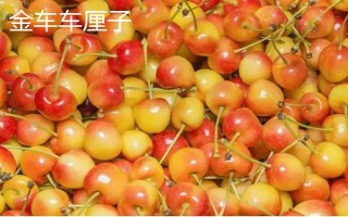 车厘子的品种介绍，常见的有金车车厘子、红灯、美早等