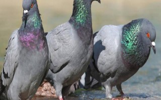 高层鸽子驱赶方法，在窗台边悬挂红布具有驱赶效果