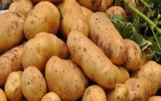 马铃薯的产地，甘肃、宁夏、东北等地为主产区