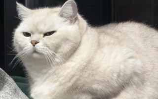 猫吃飞蛾会中毒吗，一般不会中毒