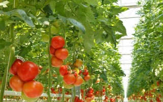 番茄是蔬菜还是水果，既是水果又是蔬菜