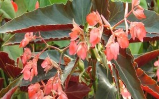 秋海棠几月份开花,花期一般在7月份