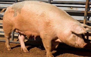 母猪低温适合打什么针，肾上腺素、樟脑磺酸钠均可使用