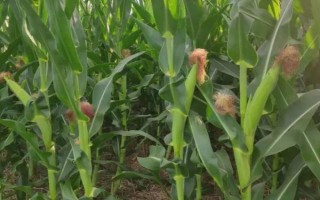 连胜188玉米种子特征特性,麦收后及时播种