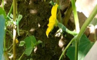 黄瓜有花无瓜的原因,可能是因为黄瓜只有雄蕊