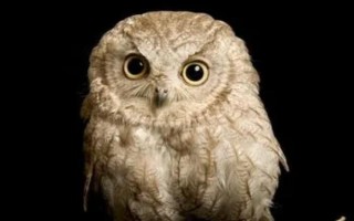 猫头鹰的天敌，金雕、食猿雕、猛雕、丛林猫等都是其天敌