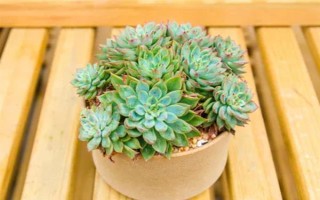 蓝苹果多肉怎么养殖，生长期间每隔10-15天浇一次水