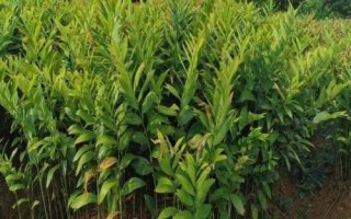 玉竹种植注意事项，春季和秋季均可种植