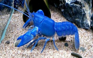 天空蓝魔虾吃什么，可以喂人工虾粮、红虫、水蚯蚓等