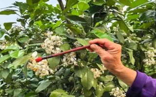 沙田柚只开花不结果的原因,可能是缺乏授粉树或花期遇不良气候