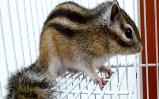 家养松鼠喂哪些食物，一般以壳斗科植物的种子为食