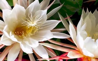 昙花一般在什么时候开,在每年的6-10月份开花