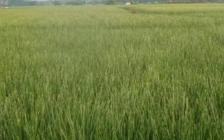 什么是荸荠，属于莎草科、荸荠属植物