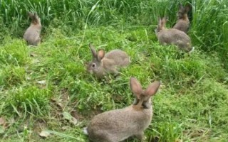 野兔养殖基地的环境要求，太热和太冷的环境都不适合于养殖
