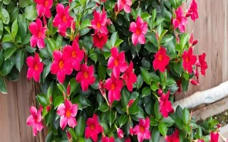 飘香藤的花语，寓意难忘爱情、充满生机等