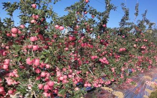 苹果怎么种，在秋冬季土壤封冻前种植